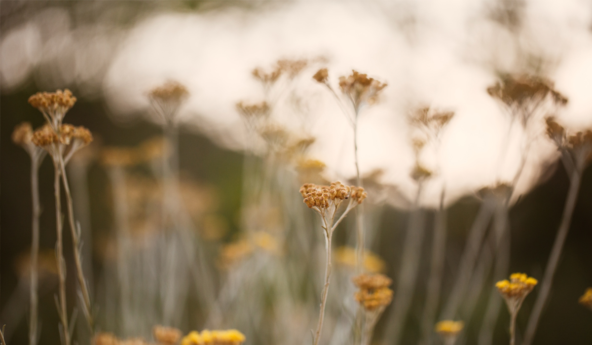 ¿Qué es el “slow life”?